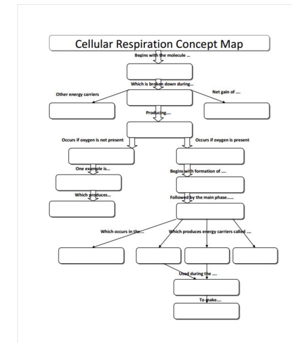 Solved Cellular Respiration Concept Map Begins Molecule W