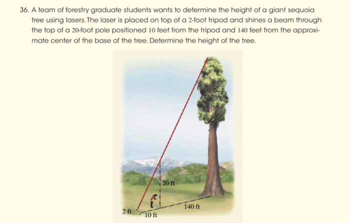 sequoia tree height