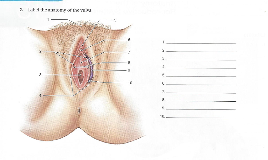 2.Label the anatomy of the vulva.5 2.3.4 5.3 10 7.4 9 10. 