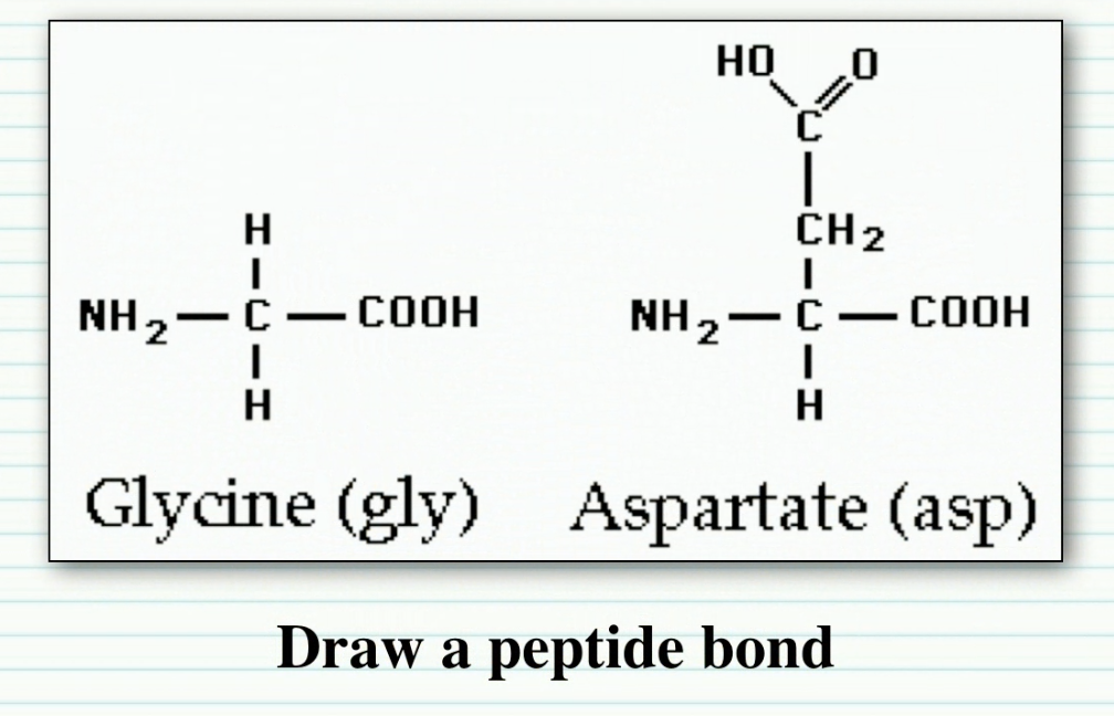 Глицин полипептид. АСП гли Лиз пептид. Трипептид АСП вал фен. Сер-цис-глу-тир-АСП пептид. Пептид фен АСП Лиз.