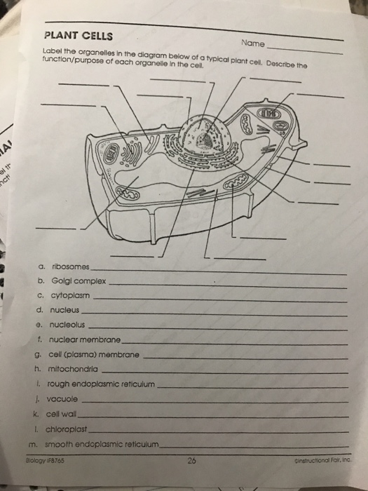Solved Microscope Crossword Name Across 3 Lens That Allo Chegg Com