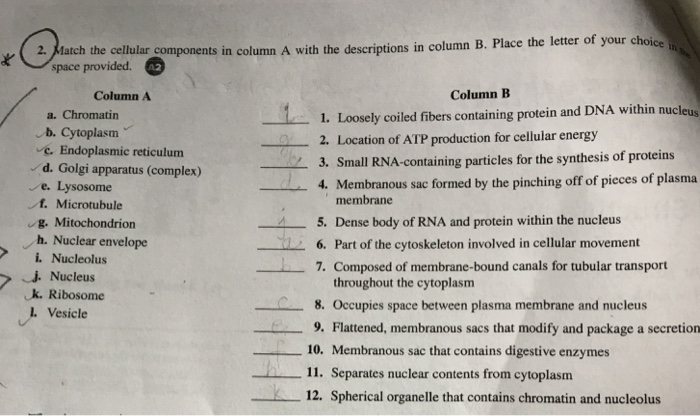 Solved 2·Match the clar components in column A with the | Chegg.com