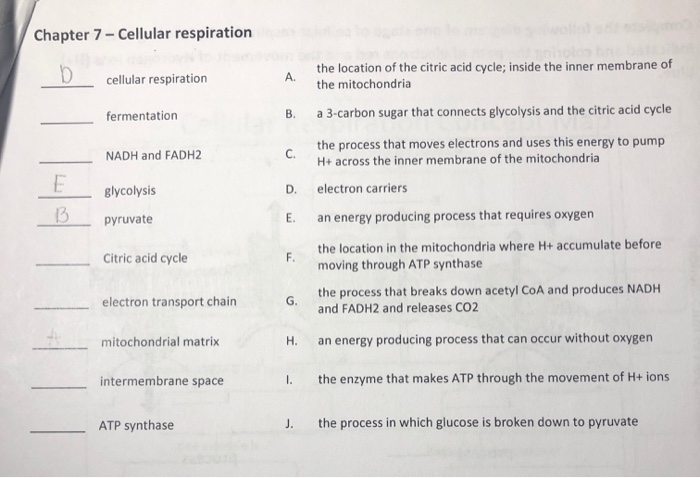 Chapter 7 Cellular Respiration The Location Of The Chegg 