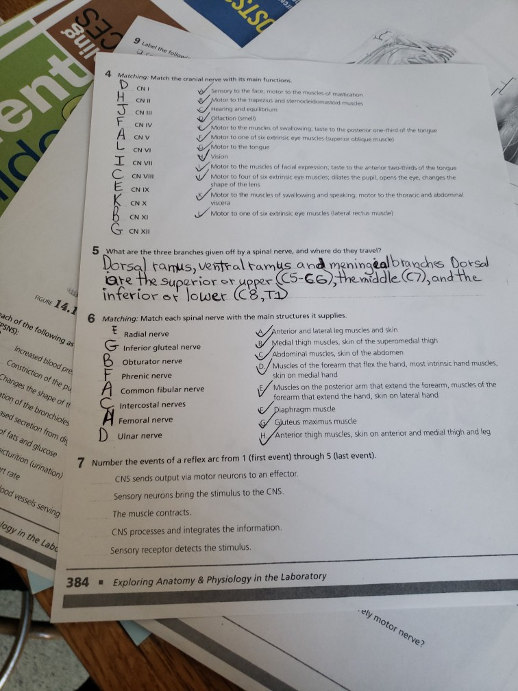 Solved 9 Label the 4 Matching: Match the cranial nerve with | Chegg.com