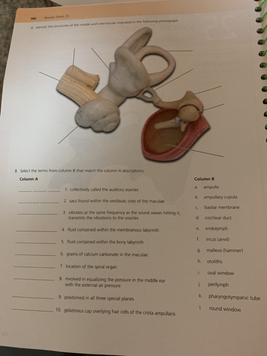 Malleus, incus and stapes are collectively known as the ear ossicles.