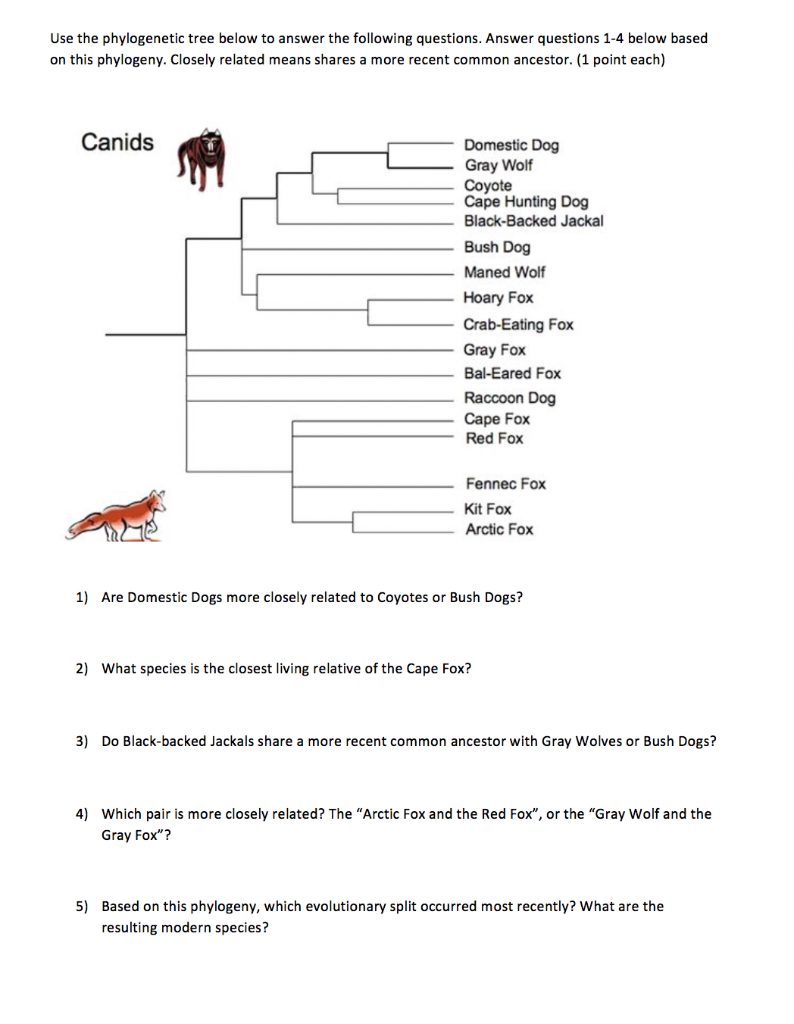 Use The Phylogeic Tree Below To Answer The Chegg Use The Phylogeic Tree Below To Answer The Chegg