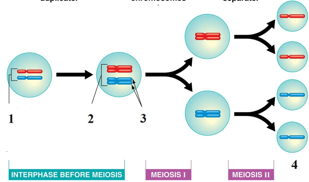 4 INTERPHASE BEFORE MEIOSIS MEIOSIS I MEIOSIS II