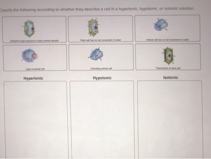 lassify the following according to whether they describe a cell in a hypertonic, hypotonic, or isotonic solution Plant cel has no net movernent of water Animal cell has no net movement of water Extreme tugor pressure in plant central vacucle Lysis of animal ce Crenaing animal cell s of plant cel Hypertonic Hypotonic Isotonic