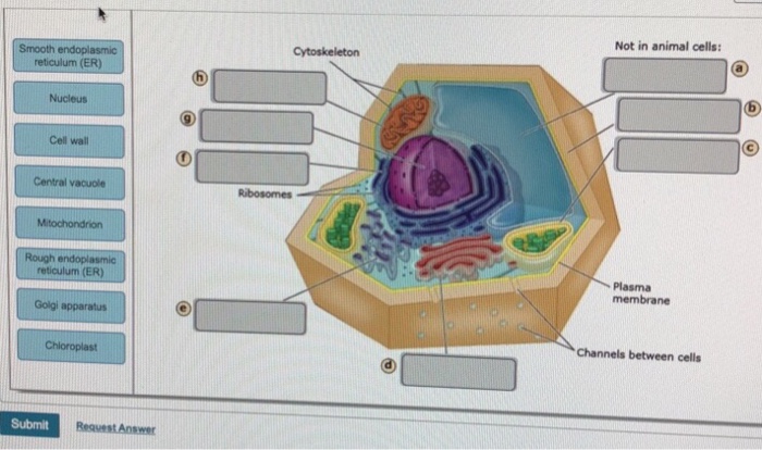 Solved: Not In Animal Cells: Smooth Endoplasmic Reticulum ...