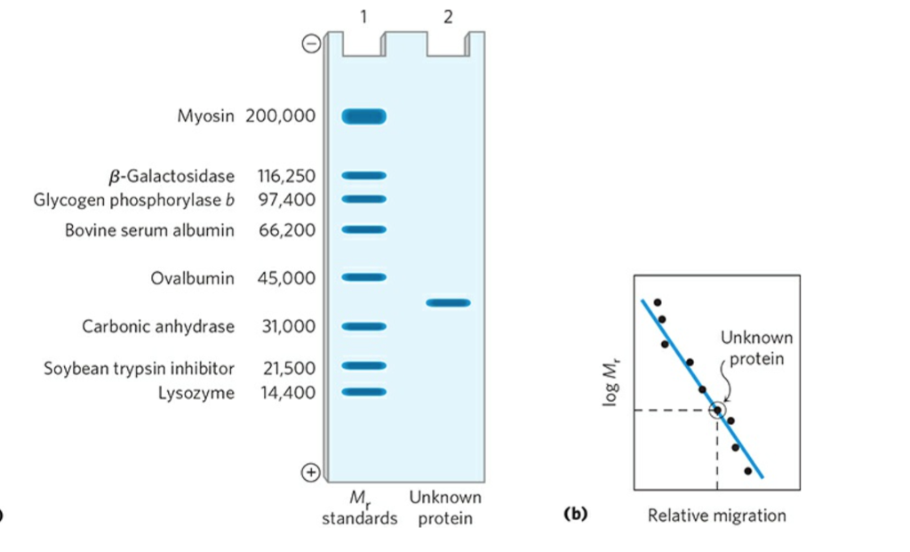 Solved How Can I Determine The Molecular Weight Of The Un Chegg Com