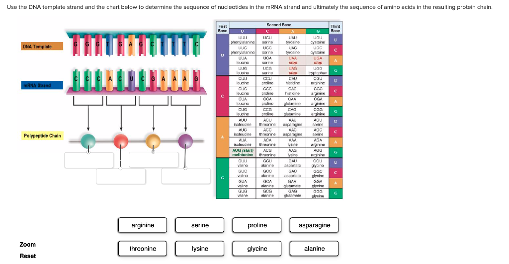 Amino Sequence Chart