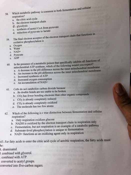 Solved Which Metabolic Pathway Is Common To Both | Chegg.com