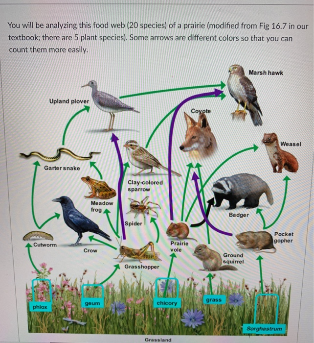 Solved You will be analyzing this food web (20 species) of a 