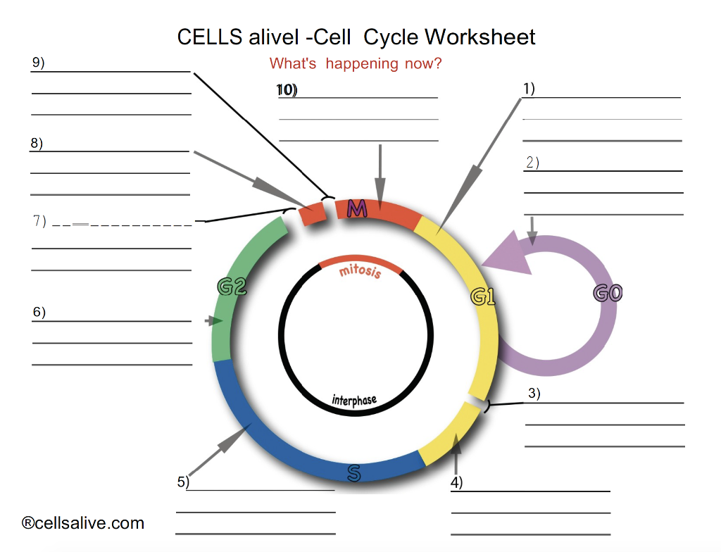 CELLS alivel -Cell Cycle Worksheet What