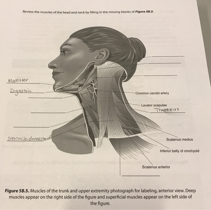 Solved: Review The Muscles Of The Head And Neck By Filling ...