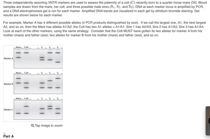 Transition In An Essay Three Independently Assorting Vntr Markers Are Used To Assess The Paternity Of A Colt C Sample Essay Writings also Essay On National Flag Of India Biology Recent Questions Cheggcom Rhetorical Analysis Essay Advertisement