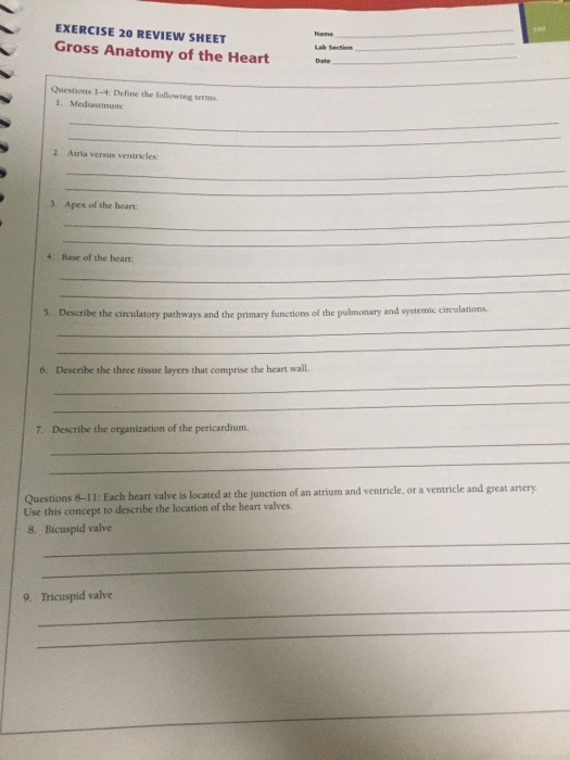 Exercise 20 Review Sheet Gross Anatomy Of The Heart Chegg 