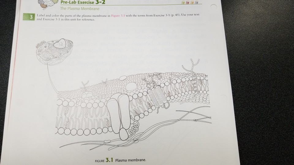 Solved Pre-Lab Exercise 3-2 The Plasma Membrane Label and | Chegg.com