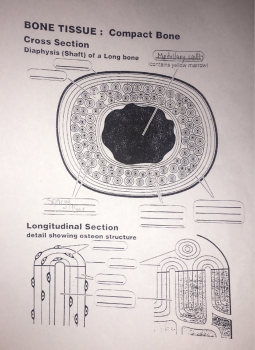 Solved: BONE TISSUE: Compact Bone Cross Section Diaphysis ... | Chegg.com