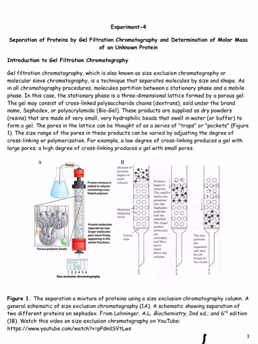 Separation Of Proteins Gel Filtration Chegg 