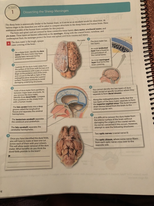 Solved Activity Dissecting The Sheep Meninges The Sheep B