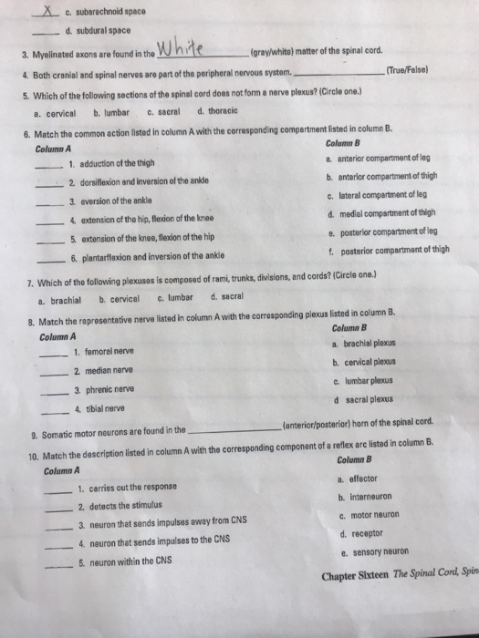 Stuck on repeat a case study on brain function answers 06 image