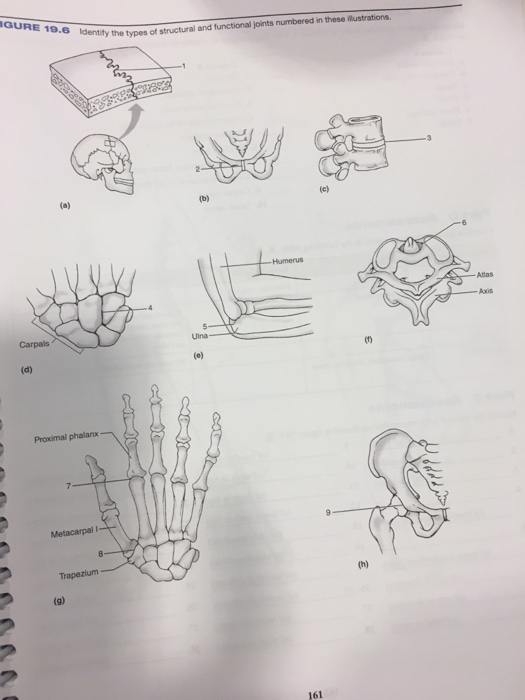 5 Joint Formed Union Of Tooth Root In Bony Socket Chegg 