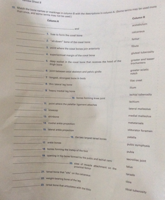 What Bones Fuse To Form The Coxal Bone