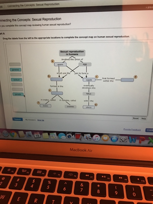 Solved: Connecting The Concepts:Sexual Reproduction Nnecti