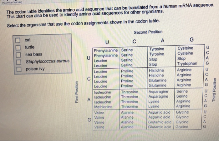 Solved The Codon Table Identifies The Amino Acid Sequence Chegg Com