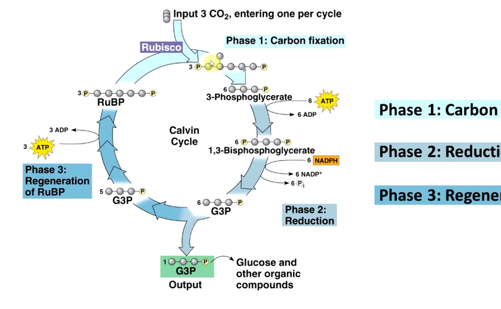 Solved: If 1=carbon Fixation, 2=reduction And 3=regenerati... | Chegg.com