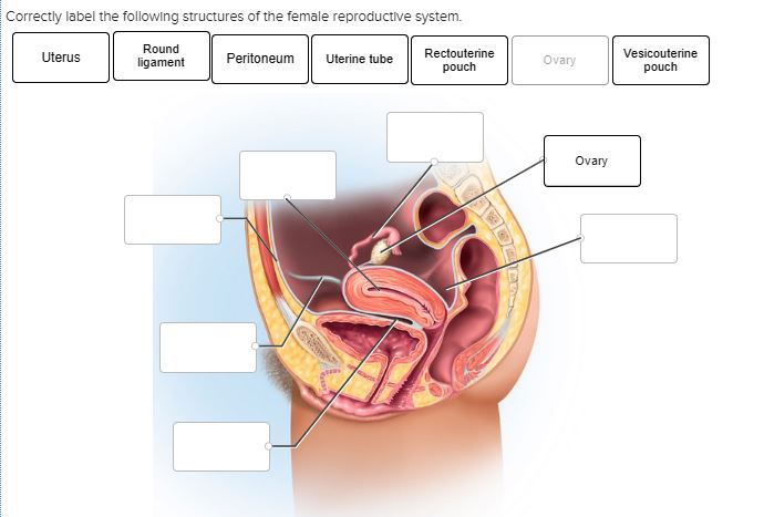 Correctly label the following structures of the female reproductive