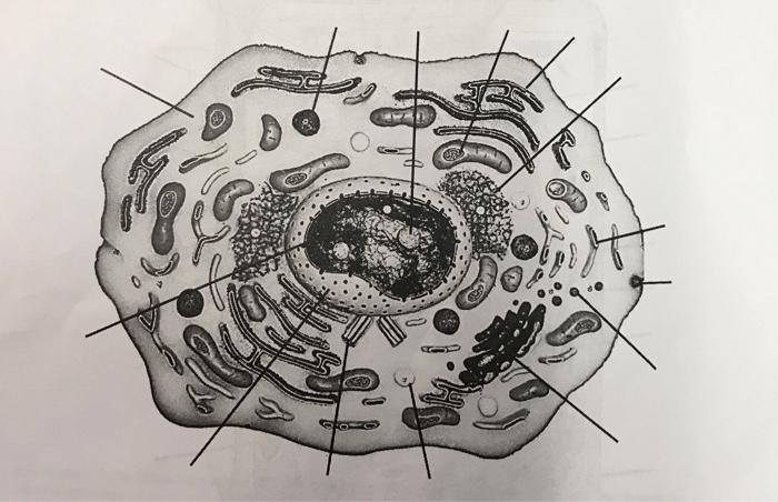 Solved Label Animal Cell 