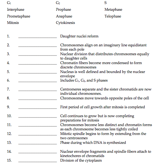 Solved G G2 S Prophase Metaphase Interphase Prometaphase