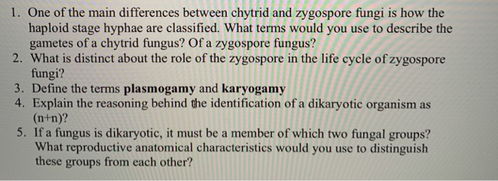 1. One of the main differences between chytrid and zygospore fungi is how the haploid stage hyphae are classified. What terms would you use to describe the gametes of a chytrid fungus? Of a zygospore fungus? 2. What is distinct about the role of the zygospore in the life cycle of zygospore fungi? 3. Define the terms plasmogamy and karyogamy 4. Explain the reasoning behind the identification of a dikaryotic organism as (n+n)? 5. If a fungus is dikaryotic, it must be a member of which two fungal groups? What reproductive anatomical characteristics would you use to distinguish these groups from each other?