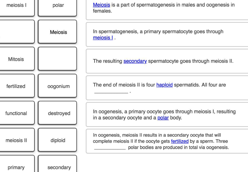 oogenesis meiosis