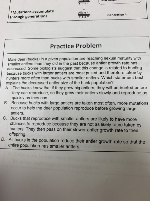 Mutations accumulate through generations Allele 4 Generation 4 TTGT Practice Problem Male deer (bucks) in a given population are reaching sexual maturity with smaller antlers than they did in the past because antler growth rate has decreased. Some biologists suggest that this change is related to hunting because bucks with larger antlers are most prized and therefore taken by hunters more often than bucks with smaller antlers. Which statement best explains the decreased antler size of the buck population? A. The bucks know that if they grow big antlers, they will be hunted before they can reproduce, so 

<div class=
