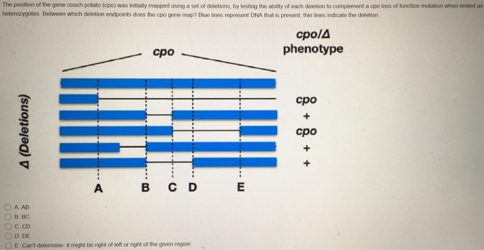 Solved The Position Of The Gene Couch Potato Cpo Was In