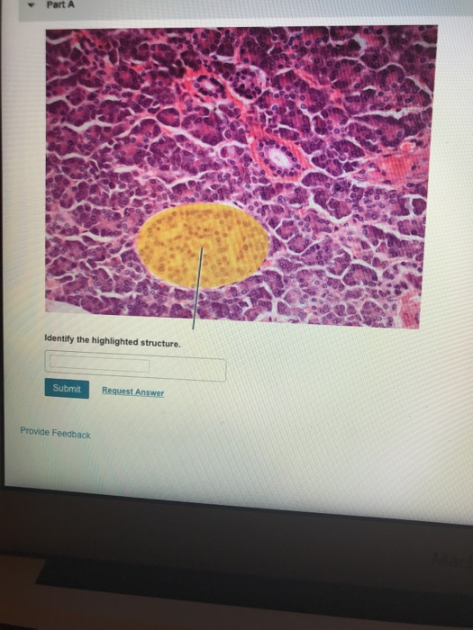 Part A Identify The Highlighted Structure Submit Chegg Com