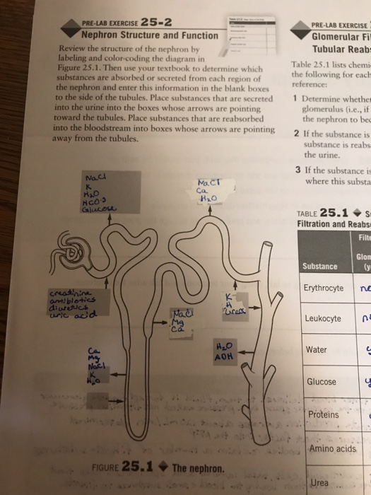 k into parts composition n of Solved: Structure  EXERCISE LAB Nephron 2 Chegg.com Functi  And PRE 25