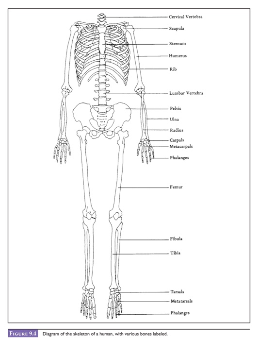 1 Various Bones Are Identified On The Skeleton Chegg Com