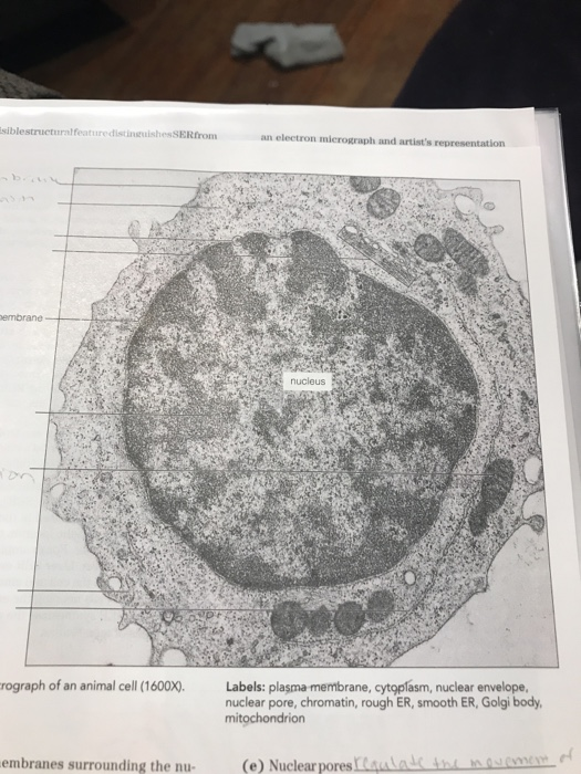 Label The Ectron Micrograph Of An Animal Cell Chegg Com