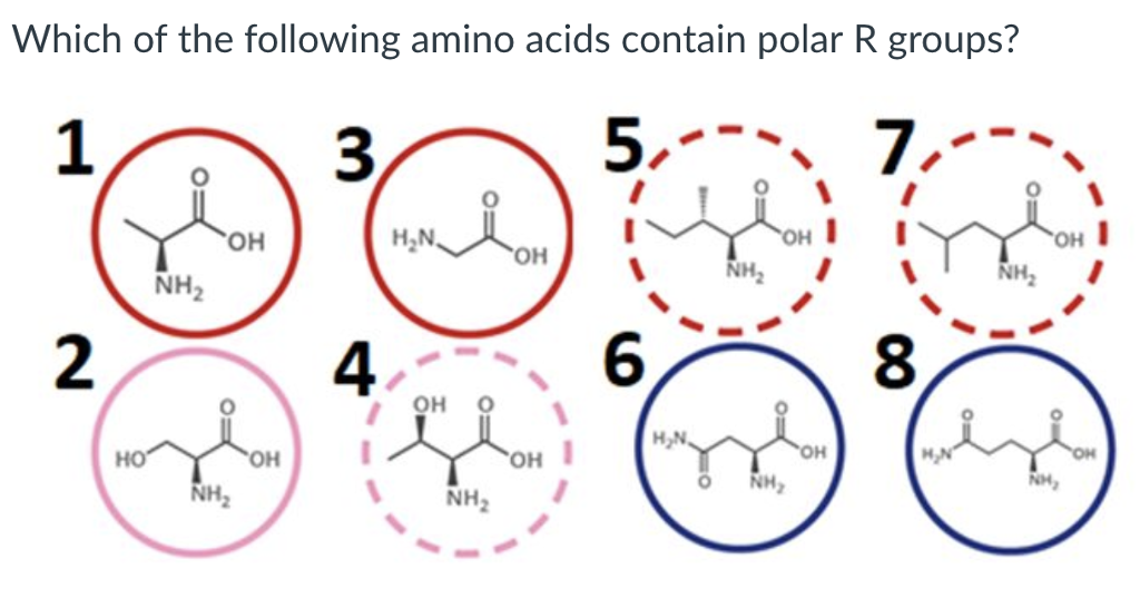 solved-which-of-the-following-amino-acids-contain-polar-r-chegg