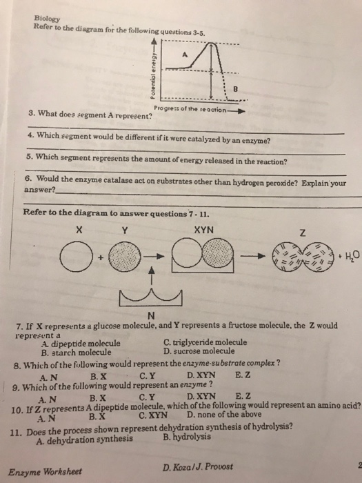 Enzyme Worksheet Biology Answers Promotiontablecovers