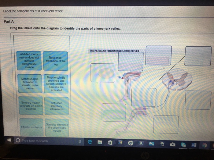 Solved Label The Components Of A Knee Jerk Reflex Part A - 