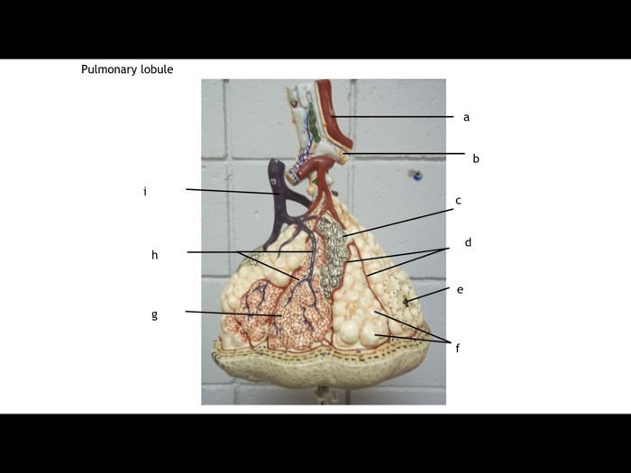 pulmonary lobule model