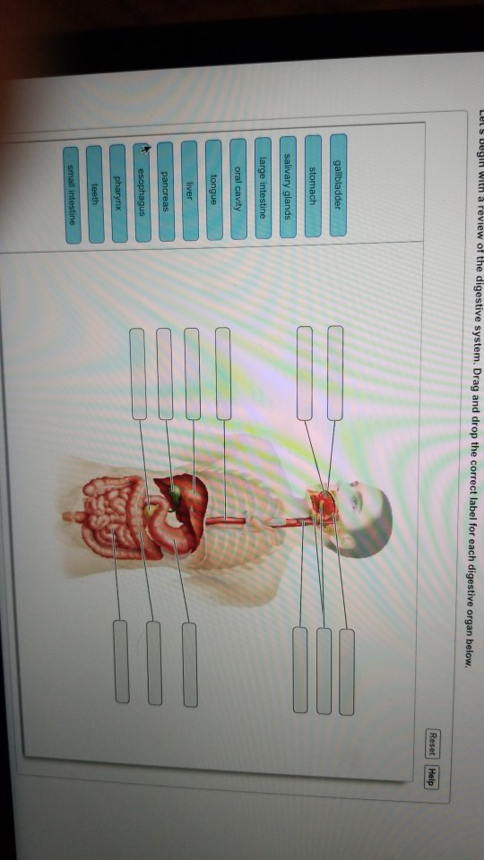 Solved: DUgIh WIth A Review Of The Digestive System. Drag ...