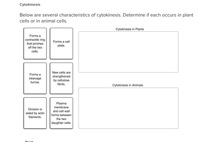Cytokinesis in animal cells