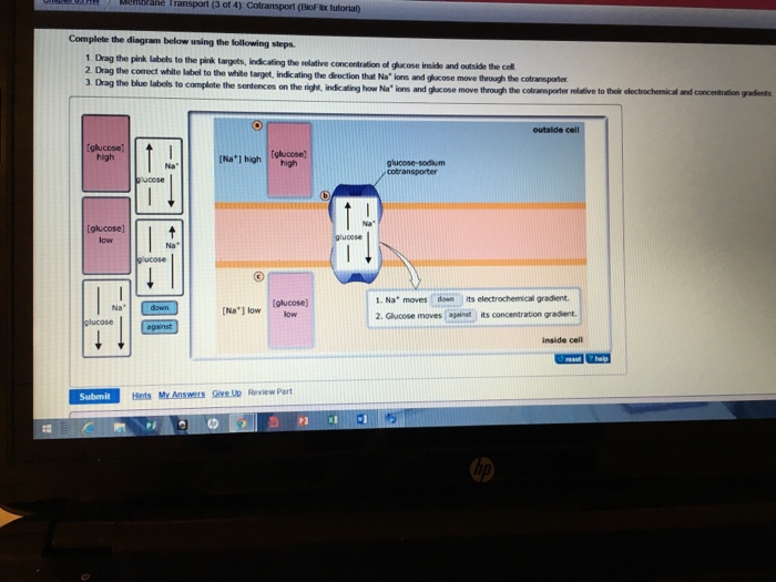 glucose sodium cotransporter diagram