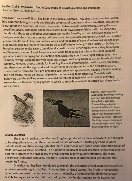 Widowbirds case study answers image